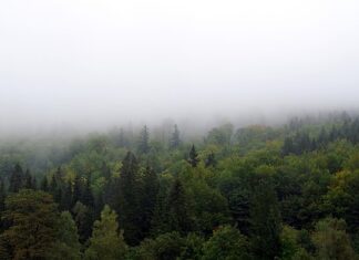 Jak zasłonić okna w samochodzie?